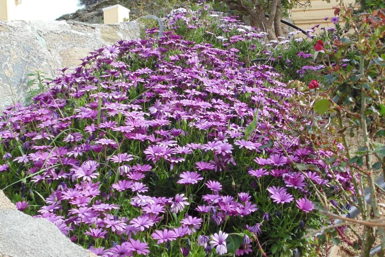 Olenia Residence Agia Pelagia Kythira المظهر الخارجي الصورة