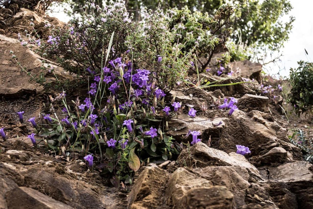 Olenia Residence Agia Pelagia Kythira المظهر الخارجي الصورة