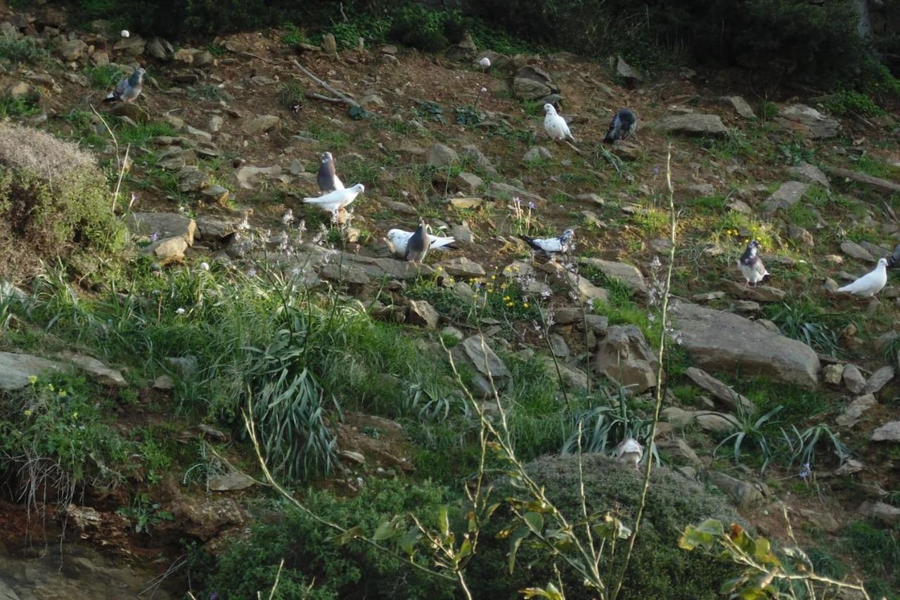 Olenia Residence Agia Pelagia Kythira المظهر الخارجي الصورة